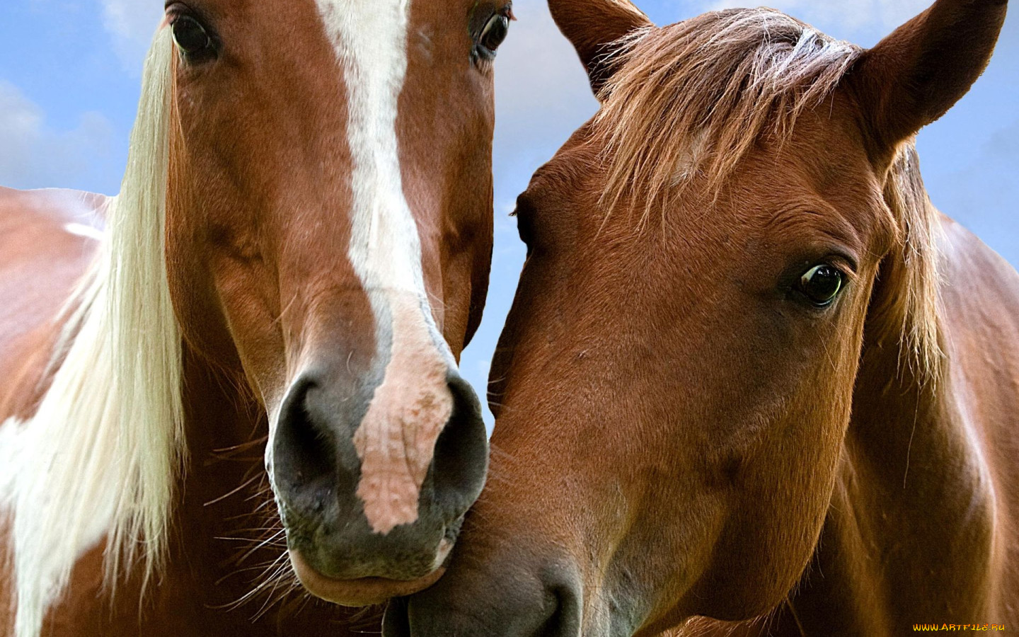 Обои лошади. Язык лошади. Красивая лошадь обои. Нос лошади.